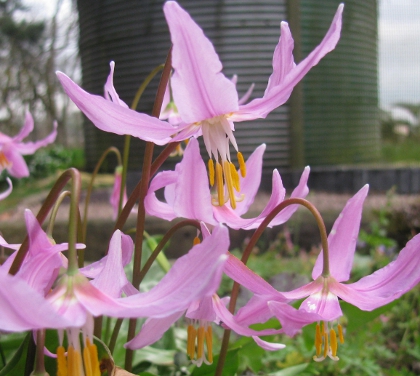 Erythronium revolutum 'Johnsonii' 1184/20